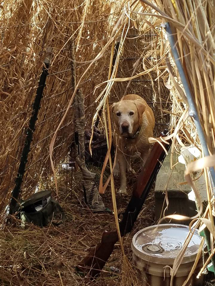 End of the flyway Yellow Lab Goose Blind