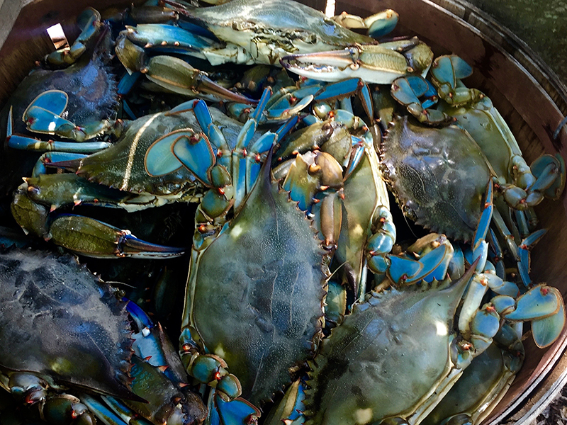 blue crab in water