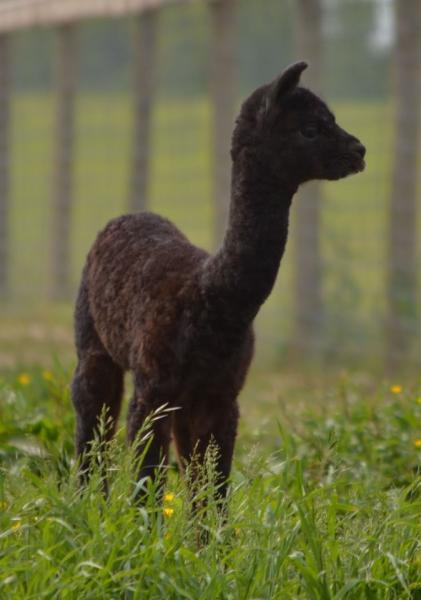 Tag Along Alpacas, LLC